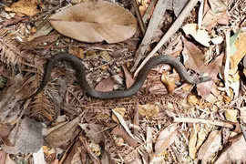 Loài rắn hiếm ở Trung Quốc tái xuất sau hơn 100 năm "bặt vô âm tín"