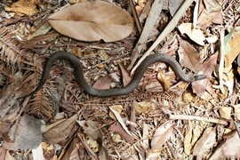 Loài rắn hiếm ở Trung Quốc tái xuất sau hơn 100 năm "bặt vô âm tín"