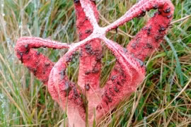 Đi bộ, người phụ nữ sốc nặng phát hiện 'nấm ngoài hành tinh'