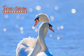 [INFOGRAPHIC] Thiên nga trắng đáng yêu, biểu tượng của lòng chung thủy