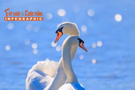 [INFOGRAPHIC] Thiên nga trắng đáng yêu, biểu tượng của lòng chung thủy