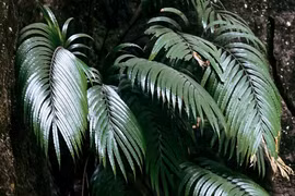 Loài dương xỉ siêu năng lực, tự tạo tinh thể chứa nguyên tố đất hiếm