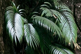 Loài dương xỉ siêu năng lực, tự tạo tinh thể chứa nguyên tố đất hiếm