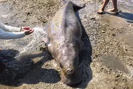  Xót xa cá thể bò biển quý hiếm mắc cạn tử vong tại Côn Đảo