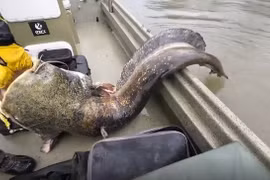 Đi câu cá, cần thủ sốc nặng thấy quái ngư 100 kg sa lưới