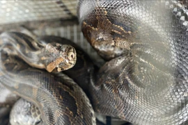 Vườn Quốc gia Vũ Quang tiếp nhận nhiều cá thể động vật quý hiếm