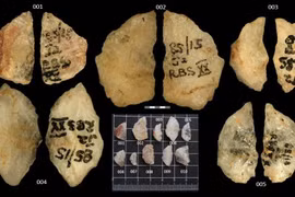 Năm mũi tên tẩm độc hé lộ chiến thuật săn bắn đỉnh cao của người xưa