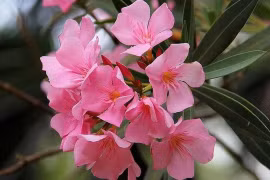 Loài hoa đẹp mê ẩn giấu chất kịch độc Việt Nam có nhiều