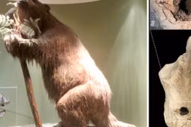 Hóa thạch lười đất khổng lồ có thể khiến lịch sử viết lại