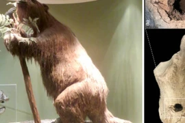 Hóa thạch lười đất khổng lồ có thể khiến lịch sử viết lại