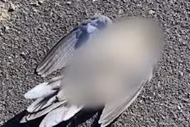 Chim nổ tung rồi chết tức tưởi... chuyên gia giải mã sốc