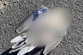 Chim nổ tung rồi chết tức tưởi... chuyên gia giải mã sốc