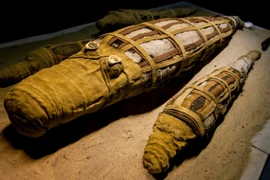 Phát hiện bất ngờ bên trong xác cá sấu 3.000 tuổi