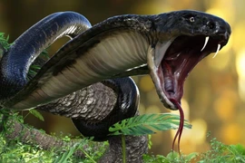 Đàn rắn hổ mang cực độc xuất hiện gần Everes, có bất thường?