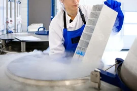 Phục hồi não chuột đông lạnh thành công, hứa hẹn tạo đột phá lớn