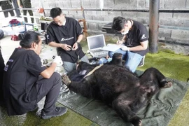 Cá thể gấu nặng 120 kg được cứu hộ thành công, là loài trong Sách Đỏ