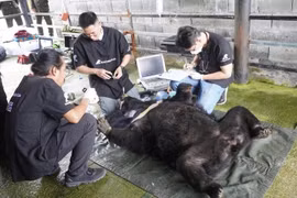 Cá thể gấu nặng 120 kg được cứu hộ thành công, là loài trong Sách Đỏ