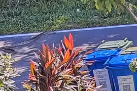  Quái thú giao tranh nảy lửa, camera ghi lại cảnh rùng mình