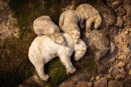 Xúc động ảnh gấu Bắc Cực ngủ trên bùn giữa hè nóng nực