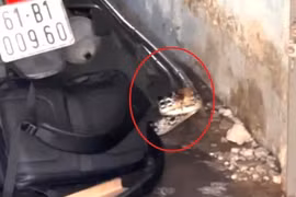 Rắn dài cả mét thình lình trườn vào nhà, người dân TP HCM hoảng hốt