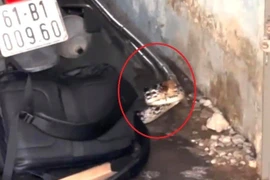 Rắn dài cả mét thình lình trườn vào nhà, người dân TP HCM hoảng hốt