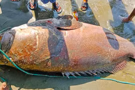 Bắt sống 'thủy quái' gần 200 kg, ngư dân vớ bẫm