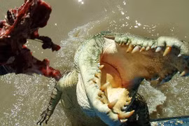 Đang cầu nguyện, người đàn ông bị "quái thú" chồm lên cắn