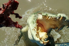 Đang cầu nguyện, người đàn ông bị "quái thú" chồm lên cắn