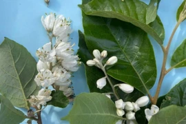 Cây lá dương đỏ phát hiện ở Sốp Cộp... là loài trong Sách đỏ