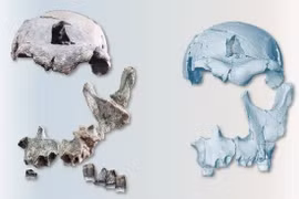 Phục dựng khuôn mặt từ hộp sọ của người Homo erectus 1,5 triệu năm tuổi