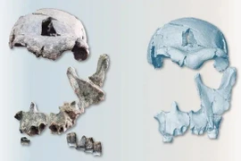 Phục dựng khuôn mặt từ hộp sọ của người Homo erectus 1,5 triệu năm tuổi