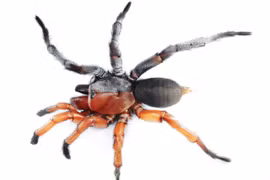 Phát hiện cá thể nhện lưỡng tính hiếm gặp ở Thái Lan