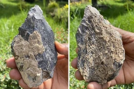 Phát hiện chiếc rìu 1,4 triệu tuổi làm từ xương động vật