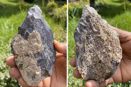 Phát hiện chiếc rìu 1,4 triệu tuổi làm từ xương động vật