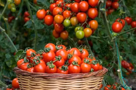 Cây cảnh mini siêu hot, trang trí đẹp, ăn ngon, trồng cực dễ