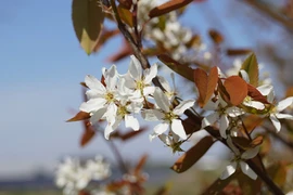 Sự thật về "gia tộc" Hoa hồng thú vị hơn bạn tưởng