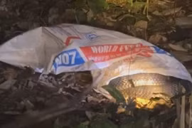 Rắn hổ mang chúa 7 kg trườn giữa khu dân cư, là loài quý hiếm