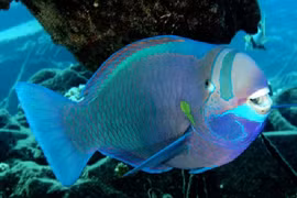 Bí ẩn loài cá kỳ lạ có khả năng “sản xuất cát” đại dương