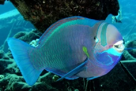 Bí ẩn loài cá kỳ lạ có khả năng “sản xuất cát” đại dương