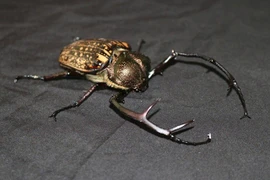 Bẫy ảnh 'tóm gọn' loạt động vật quý hiếm ở Quảng Ngãi