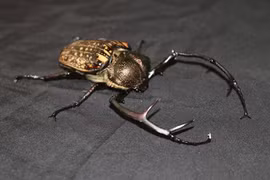 Bẫy ảnh 'tóm gọn' loạt động vật quý hiếm ở Quảng Ngãi