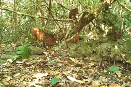 Nhiều loài quý hiếm tại Cao nguyên đá Đồng Văn bất ngờ lọt bẫy ảnh