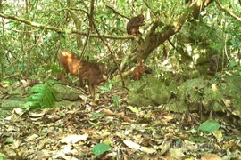 Nhiều loài quý hiếm tại Cao nguyên đá Đồng Văn bất ngờ lọt bẫy ảnh