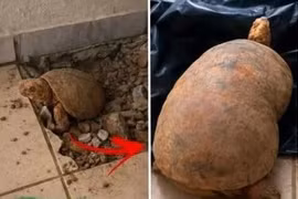 Con rùa 'bị niêm phong' dưới sàn nhà 10 năm vẫn sống sót thần kỳ 