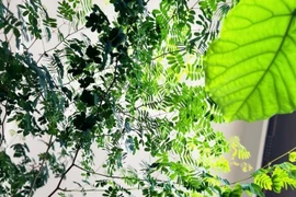 Cây cảnh lá mềm mại, giúp trấn trạch rước tài lộc