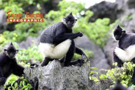 [INFOGRAPHIC] Voọc mông trắng "hồi sinh" tại Tràng An