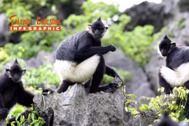 [INFOGRAPHIC] Voọc mông trắng "hồi sinh" tại Tràng An
