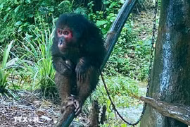 Hai cá thể khỉ đi lạc vào nhà dân Quảng Trị là loài quý hiếm