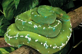 Rắn cảnh tiền tỉ, thú cưng lạ mê hoặc giới nhà giàu