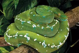 Rắn cảnh tiền tỉ, thú cưng lạ mê hoặc giới nhà giàu